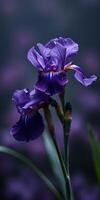 Vibrant purple iris flowers blooming during spring season in a serene garden setting photo