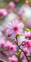 Delicate pink cherry blossoms blooming in a spring garden with vibrant colors and soft sunlight photo