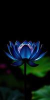 Beautiful blue lotus flower blooming in a serene pond during twilight hours photo