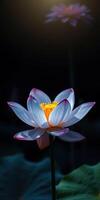 Elegant lotus flower blossoms in serene water under soft sunlight photo