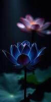 Colorful lotus flowers bloom in a serene dark environment showcasing their elegance and beauty photo