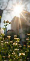 Sunlight filters through blooming flowers in an urban garden during early afternoon photo