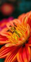 Vibrant orange flower attracting bees during a sunny afternoon in a garden photo