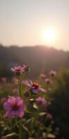 Sunrise illuminates blooming pink flowers in a serene landscape with distant hills photo