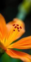 Vibrant orange flower with striking details captured in natural light photo