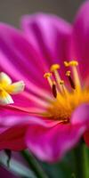 Close-up view of vibrant pink flower showing intricate details of petals and stamens during bright daylight photo