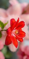 Vibrant red flower in bloom against a soft pink background highlighting nature's beauty and intricate details photo