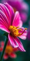 Bright pink flower blooms in a garden during the afternoon with vibrant petals and detailed structure photo