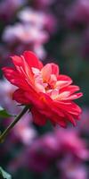 Bright red flower blooms in vibrant garden setting showcasing nature's beauty during warm daylight hours photo