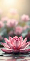 Beautiful pink lotus flower blooms in a serene pond during the warm afternoon light photo