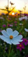 Colorful wildflowers bloom at sunset in a serene field creating a picturesque landscape photo