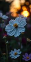 Soft white flower in bloom surrounded by colorful petals during sunset in a vibrant garden photo