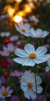 Colorful wildflowers bloom in a tranquil garden during sunset in a serene setting photo