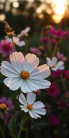 Colorful wildflowers bloom at sunset, creating a serene atmosphere in a vibrant meadow photo
