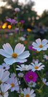 Beautiful wildflowers bloom at sunset creating a colorful landscape in a serene outdoor setting photo