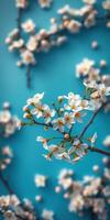 White cherry blossoms bloom against a vibrant blue background in springtime, capturing nature's beauty and tranquility photo