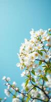Cherry blossom tree blooms under bright blue sky during springtime in a peaceful park setting photo