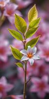 Blossoming white flower with green leaves surrounded by pink floral backdrop during daylight photo