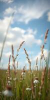 Tall grass sways gently in the breeze under a bright blue sky with fluffy clouds on a sunny day in a peaceful meadow photo