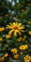 Bright yellow flowers bloom abundantly in a garden during the warm summer months, creating a cheerful landscape photo