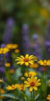 Yellow daisies bloom brightly among vibrant purple flowers during a sunny spring day in a garden photo
