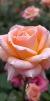 Beautiful peach rose in full bloom showcasing delicate petals and vibrant colors in a garden setting photo