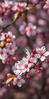 Beautiful cherry blossom branches display delicate pink and white flowers in springtime bloom along a tranquil garden path photo