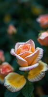Beautiful rose in soft pastel colors surrounded by green foliage in a garden setting photo