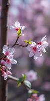 Cherry blossom branches bloom vibrantly in spring sunlight against a soft pink background photo