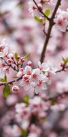 Delicate cherry blossoms in full bloom at a serene garden during springtime photo