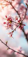Delicate cherry blossoms bloom on a sunny day in spring, showcasing vibrant pink petals against a clear blue sky photo