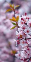 Cherry blossom branch in full bloom showcasing delicate pink flowers and vibrant leaves during springtime photo