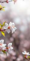 Beautiful cherry blossom flowers blooming in springtime with soft blurred background photo
