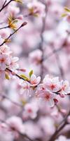 Cherry blossom branches bloom under sunlight in spring, showcasing delicate pink flowers and vibrant green leaves photo