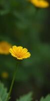 Bright yellow flower stands out against a blurred green background in a serene garden setting photo
