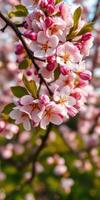Blooming cherry blossoms create a vibrant display in springtime garden at noon photo