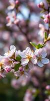 Cherry blossom branches with delicate white and pink blooms during springtime in a sunlit garden photo