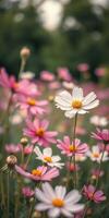 Vibrant wildflower field showcasing blooming pink and white flowers during a sunny afternoon in early summer photo