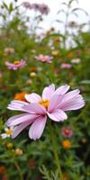 Colorful blooming flowers in a vibrant garden during late spring showcasing diverse flora and bright colors photo