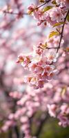 Blossoming cherry trees display vibrant pink flowers in a tranquil spring garden in full bloom photo