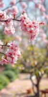 Blossoming cherry trees display beautiful pink flowers in a serene garden during springtime photo
