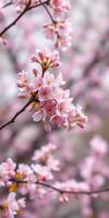 Vibrant cherry blossom trees in full bloom during springtime in a serene park setting photo