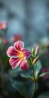 Delicate pink flower with yellow accents blooms in a garden, showcasing vibrant colors in springtime sunlight photo