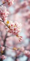 Beautiful cherry blossoms bloom in spring, showcasing delicate pink petals and fresh green leaves in a serene landscape photo