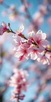 Blossoming cherry tree branches display delicate pink flowers against a bright blue sky in springtime photo