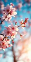 Cherry blossoms bloom in a vibrant spring afternoon with a soft blue sky in the background photo