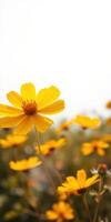 Vibrant yellow flowers blooming in a sunny garden during springtime with a soft blurred background photo