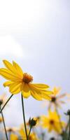 Bright yellow flowers stretch towards the sky in a vibrant field during a sunny day in springtime photo