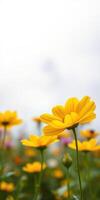 Vibrant yellow flowers bloom in a serene garden under a cloudy sky during late spring photo