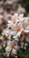 Beautiful pink and white flowers in full bloom during spring at a garden photo